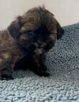 Chief, a male Shihpoo for sale in Camden, MI – 3 of 4