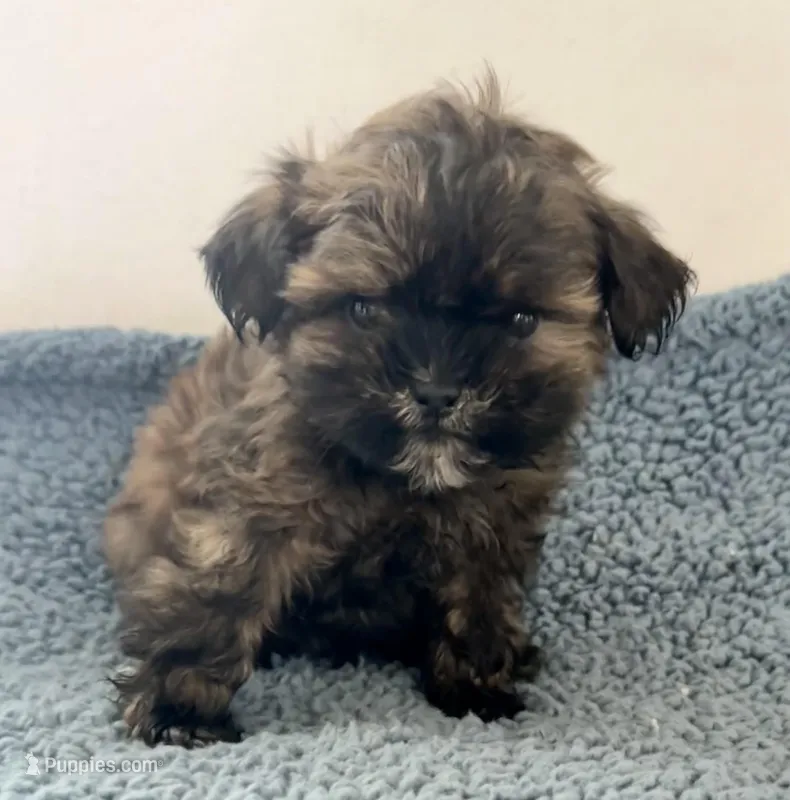 Chief – Shihpoo puppy for sale in Camden, MI