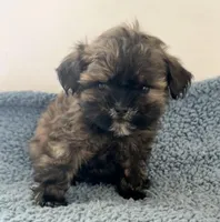 Chief, a male Shihpoo for sale in Camden, MI – 1 of 4