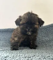 Chief, a male Shihpoo for sale in Camden, MI – 4 of 4