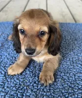Flint (AKC), a male Miniature Dachshund for sale in Camden, MI – 2 of 4