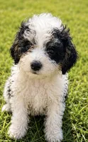 Dock , a male Miniature Bernedoodle for sale in Camden, MI – 2 of 4