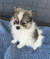 Biscuit , a male Pomeranian for sale in Camden, MI – 2 of 6