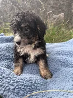 Winston , a male Miniature Bernedoodle for sale in Camden, MI – 3 of 8