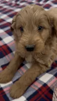 Chester, a male Miniature Goldendoodle for sale in Camden, MI – 3 of 5
