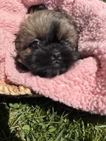 Honey, a female Shihpoo for sale in Camden, MI – 2 of 6