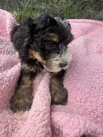 Winnie, a female Miniature Bernedoodle for sale in Camden, MI – 5 of 6
