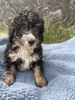 Winston , a male Miniature Bernedoodle for sale in Camden, MI – 2 of 8