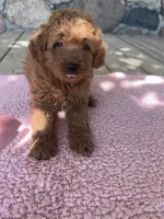 Sis, a female Miniature Goldendoodle for sale in Camden, MI – 6 of 6