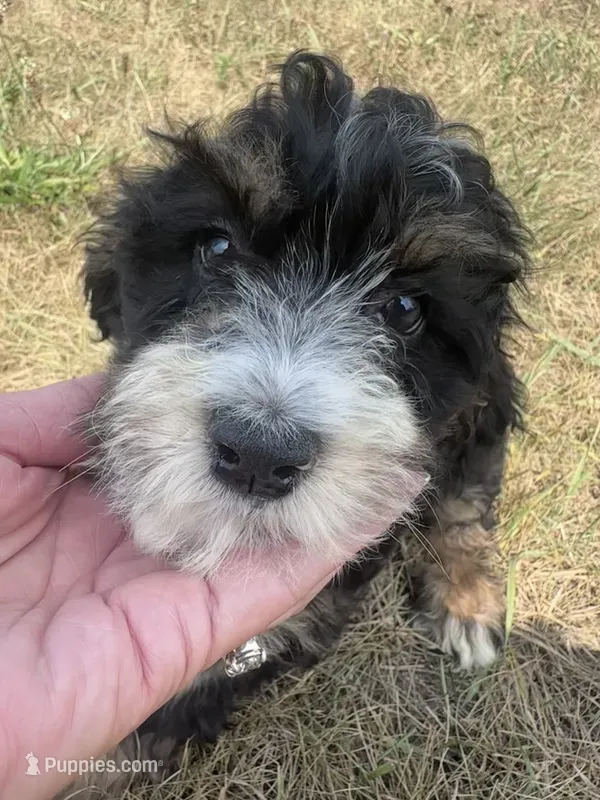 Winnie – Miniature Bernedoodle puppy for sale in Camden, MI