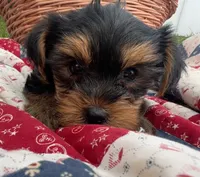Libby, a female Yorkshire Terrier for sale in Camden, MI – 1 of 5