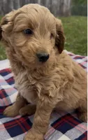 Chester, a male Miniature Goldendoodle for sale in Camden, MI – 2 of 5