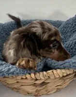 Chip, a male Miniature Dachshund for sale in Camden, MI – Photo 2 of 6