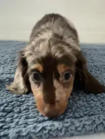 Chip, a male Miniature Dachshund for sale in Camden, MI – Photo 3 of 6