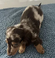 Chip, a male Miniature Dachshund for sale in Camden, MI – Photo 4 of 6