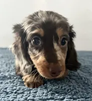 Chip, a male Miniature Dachshund for sale in Camden, MI – Photo 1 of 6