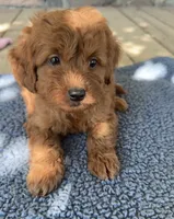 Gus, a male Miniature Goldendoodle for sale in Camden, MI – 5 of 7