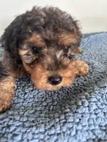 Theo, a male Yorkipoo for sale in Camden, MI – 3 of 5
