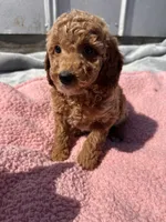 Bailey, a female Miniature Goldendoodle for sale in Camden, MI – 5 of 5