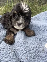 Otis, a male Miniature Bernedoodle for sale in Camden, MI – 3 of 5