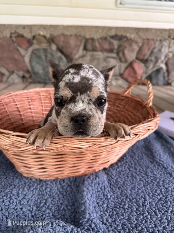 Biggie - AKC – French Bulldog puppy for sale in Camden, MI