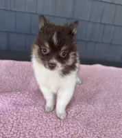 Mocha , a female Pomeranian for sale in Camden, MI – 2 of 6