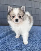 Peanut , a male Pomeranian for sale in Camden, MI – 4 of 5