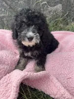 Millie, a female Miniature Bernedoodle for sale in Camden, MI – 5 of 6