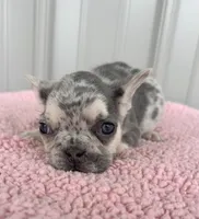 Lilly - AKC, a female French Bulldog for sale in Camden, MI – 5 of 7