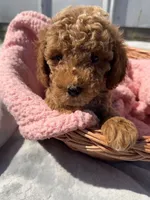 Brandy , a female Miniature Goldendoodle for sale in Camden, MI – 1 of 5