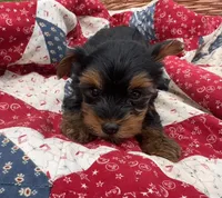 Tina, a female Yorkshire Terrier for sale in Camden, MI – 4 of 5