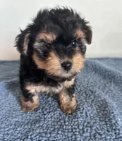 Teddy, a male Yorkipoo for sale in Camden, MI – 6 of 7