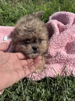 Daisy , a female Shihpoo for sale in Camden, MI – 4 of 8