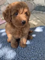 Gus, a male Miniature Goldendoodle for sale in Camden, MI – 3 of 7