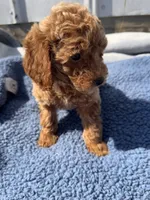Jameson, a male Miniature Goldendoodle for sale in Camden, MI – 3 of 5