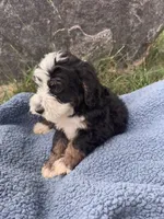 Archie, a male Miniature Bernedoodle for sale in Camden, MI – 6 of 8