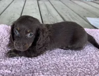 Hazel (AKC), a female Miniature Dachshund for sale in Camden, MI – 4 of 5