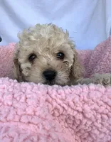 Molly, a female Cavapoo for sale in Camden, MI – Photo 2 of 5