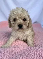 Molly, a female Cavapoo for sale in Camden, MI – Photo 4 of 5