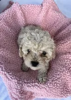 Molly, a female Cavapoo for sale in Camden, MI – Photo 5 of 5