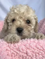 Molly, a female Cavapoo for sale in Camden, MI – Photo 1 of 5