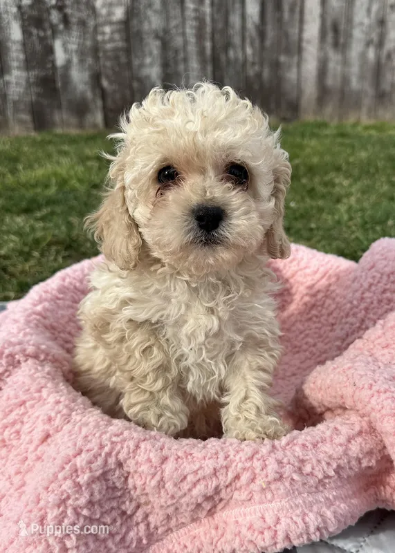 Molly – Cavapoo puppy for sale in Camden, MI