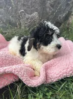 Poppy, a female Miniature Bernedoodle for sale in Camden, MI – 7 of 7