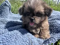 Dusty, a male Shihpoo for sale in Camden, MI – 2 of 6