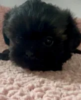 Babe, a female Shihpoo for sale in Camden, MI – 6 of 6