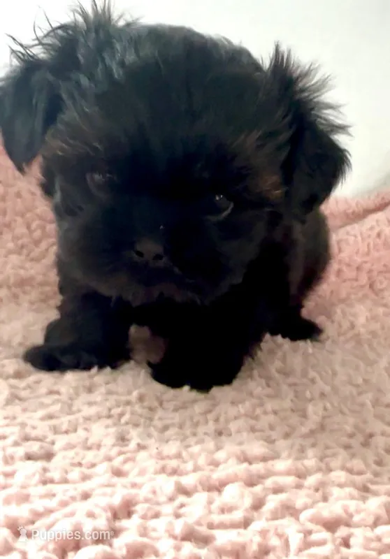 Babe – Shihpoo puppy for sale in Camden, MI
