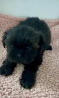Babe, a female Shihpoo for sale in Camden, MI – 4 of 6