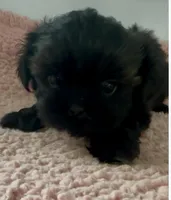 Babe, a female Shihpoo for sale in Camden, MI – 5 of 6