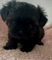 Babe, a female Shihpoo for sale in Camden, MI – 2 of 6