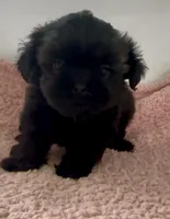 Babe, a female Shihpoo for sale in Camden, MI – 3 of 6